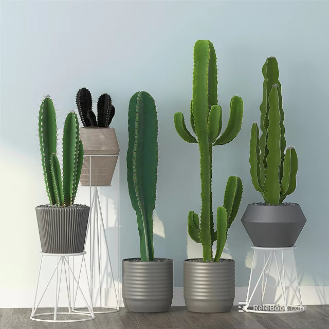 Potted Cactus Plants With Various Shapes Different Heights In Gray And Metallic Pots Modern 3d model 