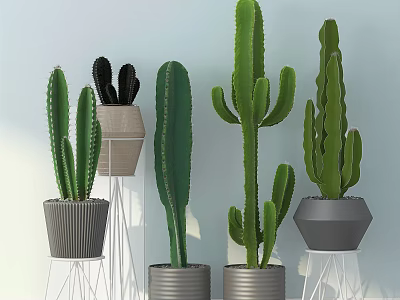 Potted Cactus Plants With Various Shapes Different Heights In Gray And Metallic Pots Modern 3d model