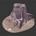 Ancient Tree Stump With Rough Wood Texture Surrounded By Dirt And Small Stones