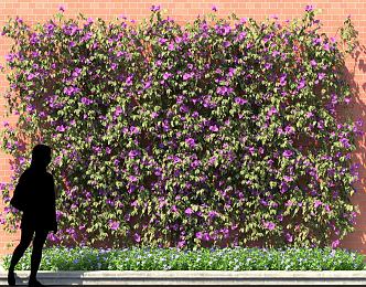 Bougainville Rhododendron Shenzhen Climbing Vine Fence Wall 3d model