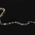 Reptile Cobra Snake With Yellow And Black Pattern On Black Background 3d model