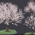 Beautiful Blooming Trees with Pink Blossoms Green Grass and Gravel