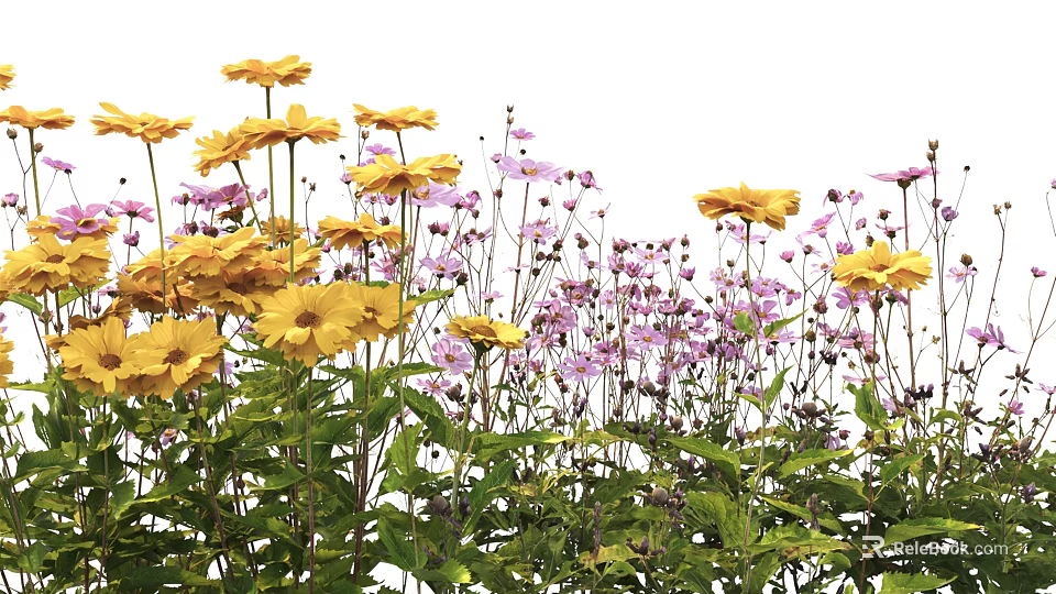 Beautiful Yellow and Pink Flowers with Green Leaves Blooming on White Background 3d model 