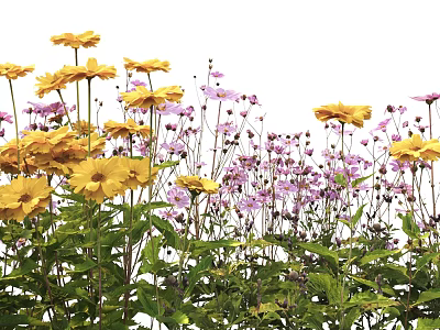 Beautiful Yellow and Pink Flowers with Green Leaves Blooming on White Background 3d model