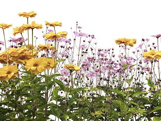 Modern Flowers 3d model