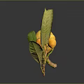Fresh Loquat Fruits Sliced Open With Branch And Green Leaves