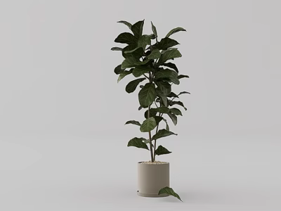 Tall Indoor Potted Plant With Green Leaves In Light Colored Pot For Decoration 3d model