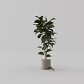 Tall Indoor Potted Plant With Green Leaves In Light Colored Pot For Decoration