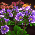 Vibrant Blooming Flowers Pink Yellow Purple Orange With Green Leaves On Brown Background