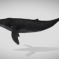 Black Whale Aquatic Animal Model With Detailed Features And Gray Background