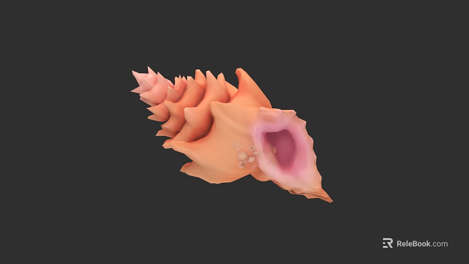 Detailed Orange Spiral Conch Shell With Pink Interior On Black Background 3d model 