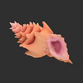 Detailed Orange Spiral Conch Shell With Pink Interior On Black Background