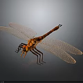 Orange Dragonfly With Detailed Mesh Wings And Transparent Structure On Dark Background