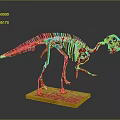 Dinosaur Skeleton Fossil Exhibit With Detailed Bone Structure On Wooden Base