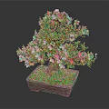 Bonsai Tree With Pink And Red Flowers In Square Brown Pot And Green Moss