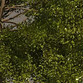 Tall Arbor Tree with Lush Green Foliage Thick Branches and Exposed Roots