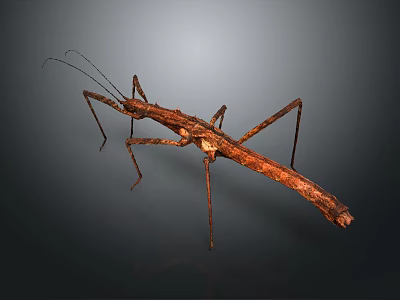 Brown Stick Insect With Long Body And Slender Legs On Dark Background 3d model
