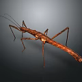 Brown Stick Insect With Long Body And Slender Legs On Dark Background