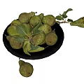 Green Pears with Fresh Leaves in Black Plate on White Background