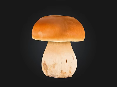 Fresh Orange Cap Mushroom With White Stem Isolated On Black Background 3d model