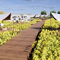 Rural Scenery Featuring Yellow Flower Fields Traditional Houses Windmill Wooden Platforms Sunshades And Chairs