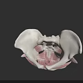 Detailed View Of Pelvic Organs Anatomical Model With Skeletal Structure And Muscles