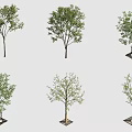 Various Arbor Trees With Different Foliage And Square Base Stands 3d model