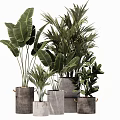 Potted Tropical Leafy Plants In Various Concrete Pots With Green Foliage