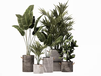 Potted Tropical Leafy Plants In Various Concrete Pots With Green Foliage 3d model
