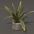 Potted Plant With Green And Yellow Striped Leaves In White Pot On Saucer