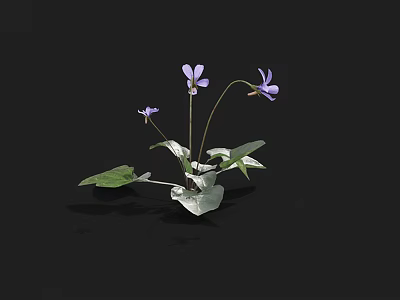 Small Purple Flowers With Green Leaves And Delicate Petals Against Black Background 3d model