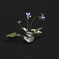 Small Purple Flowers With Green Leaves And Delicate Petals Against Black Background
