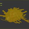 Orange Spongy Coral Like Object with Long Thin Projections on Dark Background and Reflection