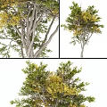 Arbor Trees with Green and Yellow Leaves on Graceful Trunk and Branches