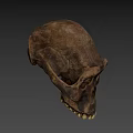 Detailed Brown Animal Skull With Natural Texture And Anatomical Features