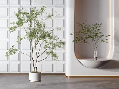 Potted Bonsai Plants in White Pots on Leg Stand and Curved Shelf with White Wall 3d model