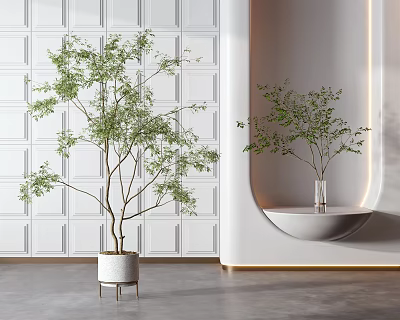 Potted Bonsai Plants in White Pots on Leg Stand and Curved Shelf with White Wall 3d model