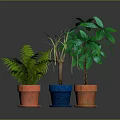 Indoor Potted Fern Palm And Green Leaf Plants In Terracotta And Blue Ceramic Pots