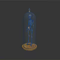 Human Skeleton Organ Model Displayed In Glass Dome With Wooden Base