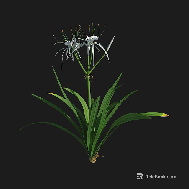 Beautiful White Spider Lily With Long Slender Petals And Green Leaves 3d model 