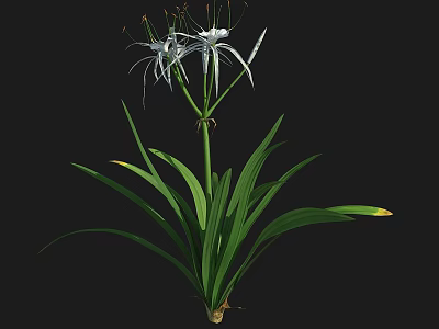 Beautiful White Spider Lily With Long Slender Petals And Green Leaves 3d model