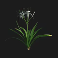 Beautiful White Spider Lily With Long Slender Petals And Green Leaves