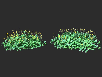 Healthy Green Crops With Vibrant Yellow Flowers Growing In Fresh Environment 3d model