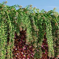 Lush Living Plant Wall with Hanging Greenery Colorful Foliage Stone Statue Pebbles and Wooden Floor