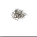 Dried Branches Decorative Plant Display On Gray Background With Height Scale Ruler 3d model