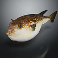 Puffed Pufferfish With Brown White Spots And Yellow Eyes In Close Up View