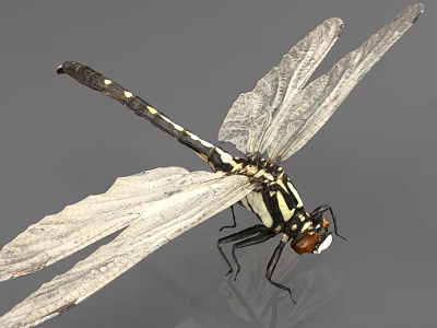 Striking Black and White Dragonfly with Red Eyes Transparent Wings and Long Body 3d model