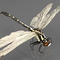 Striking Black and White Dragonfly with Red Eyes Transparent Wings and Long Body