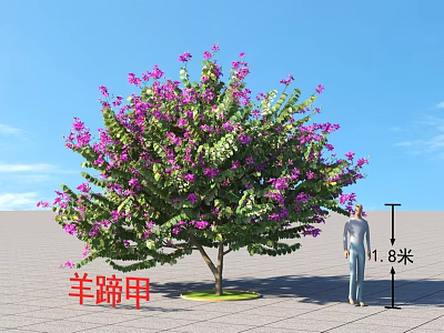 Bauhinia Arbor With Purple Flowers Under Blue Sky And 1.8m Human Figure For Height Reference 3d model