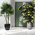 Lush Green Leafy Potted Plants in Black and Gray Textured Pots Modern Indoor Decor